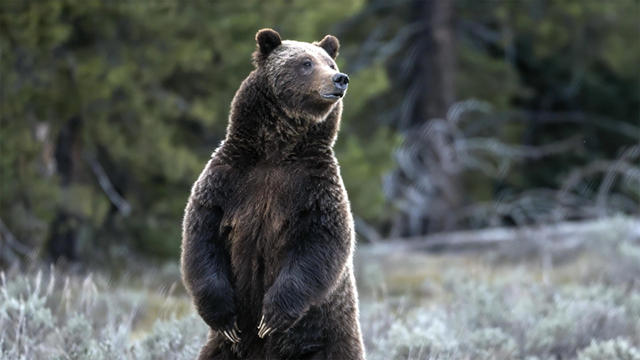 grizzly-399-1920.jpg 