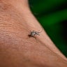 DuPage County reports first West Nile virus death of 2025; second in Illinois 