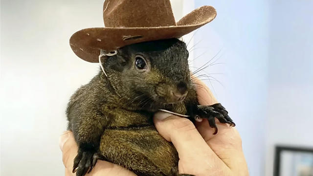 Pet Squirrel Seized 