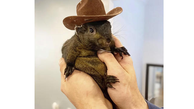 Pet Squirrel Seized 