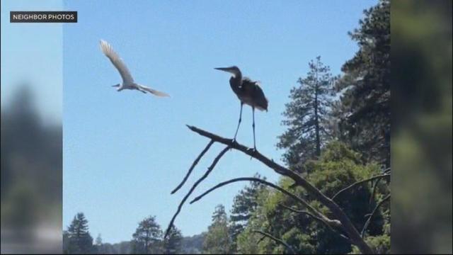 heron-attacked.jpg 