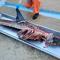 Butchered remains of dolphin with organs removed found on beach