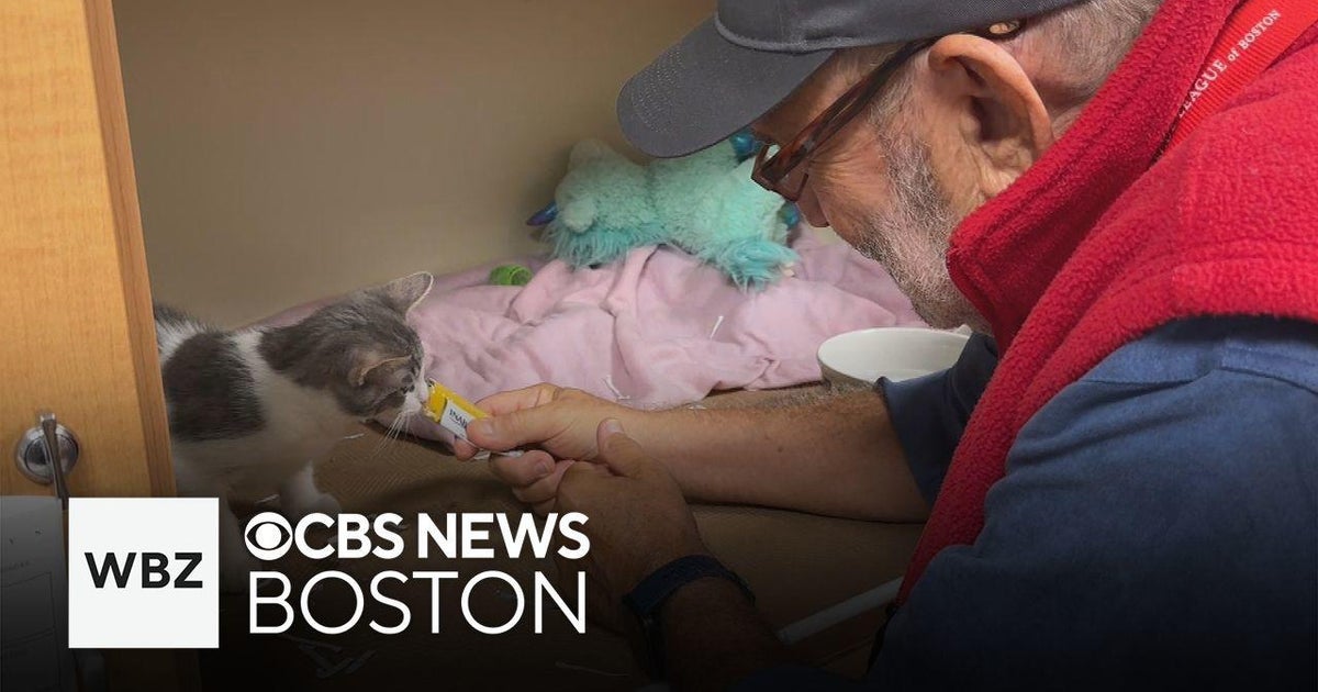 Dedicated Animal Rescue League volunteer cares for animals waiting to ...