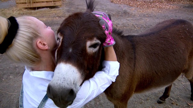 10p-pkg-fmn-mini-donkey-wcco6gb6-00-02-3125.jpg