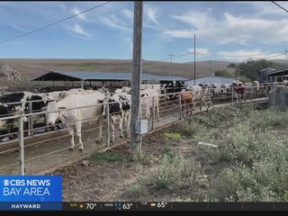 Bird flu raising concerns for Petaluma dairy farmers - CBS San 