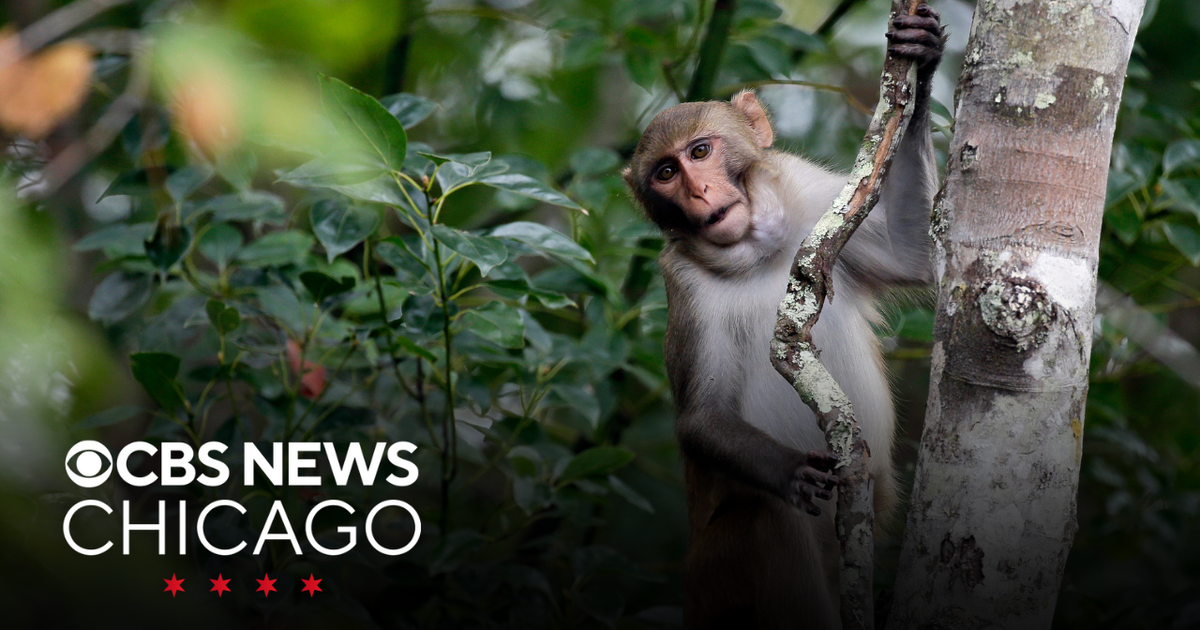 1 monkey recovered safely, 42 others still remain on the run from South ...