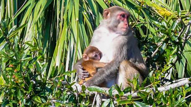 cbsn-fusion-some-monkeys-are-still-on-the-loose-after-escaping-south-carolina-lab-thumbnail.jpg 