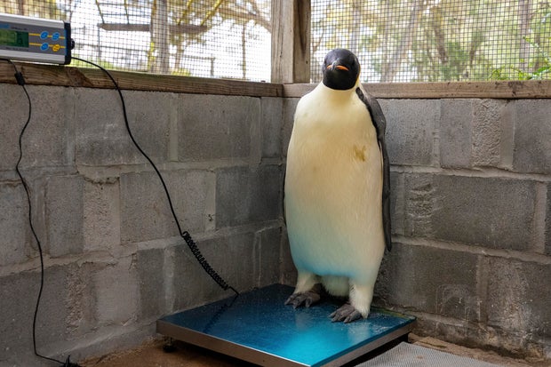Australia Emperor Penguin 