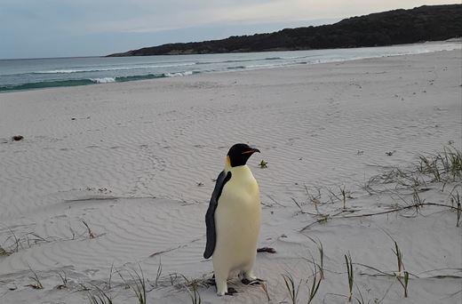 australia-emperor-penguin-ap24316195659894.jpg