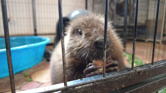 A beaver in a large cage sits near the bars and eats food. 