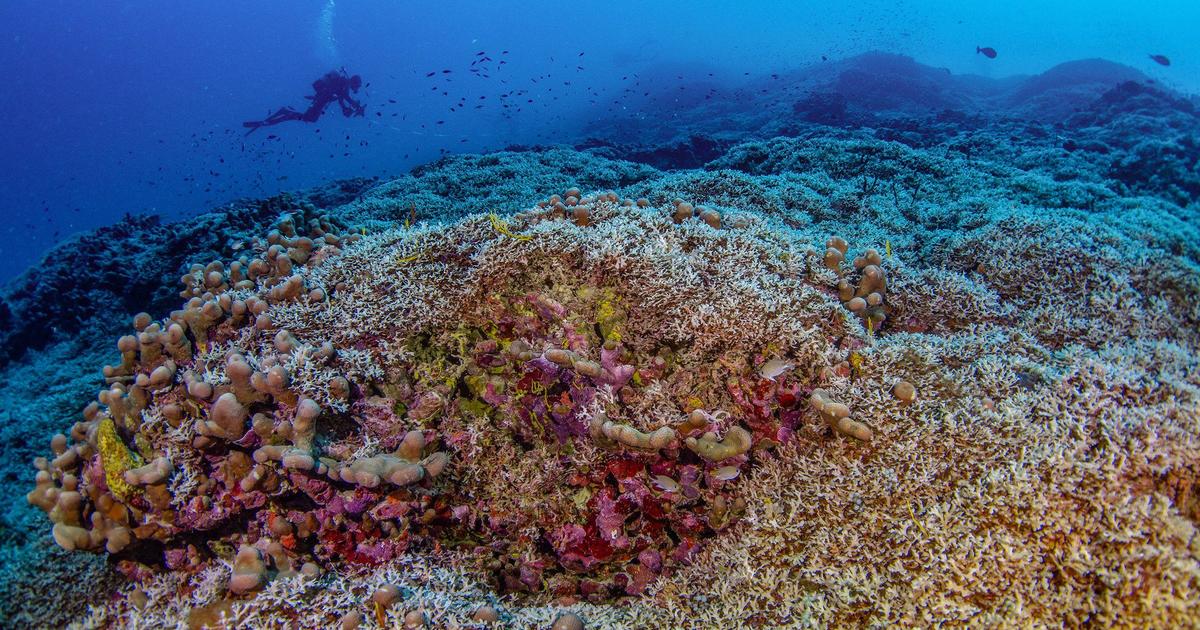 Scientists say they’ve discovered the world’s biggest coral, so huge it was mistaken for a shipwreck