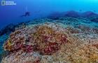 largest-coral-reef-solomons-natgeo.jpg 