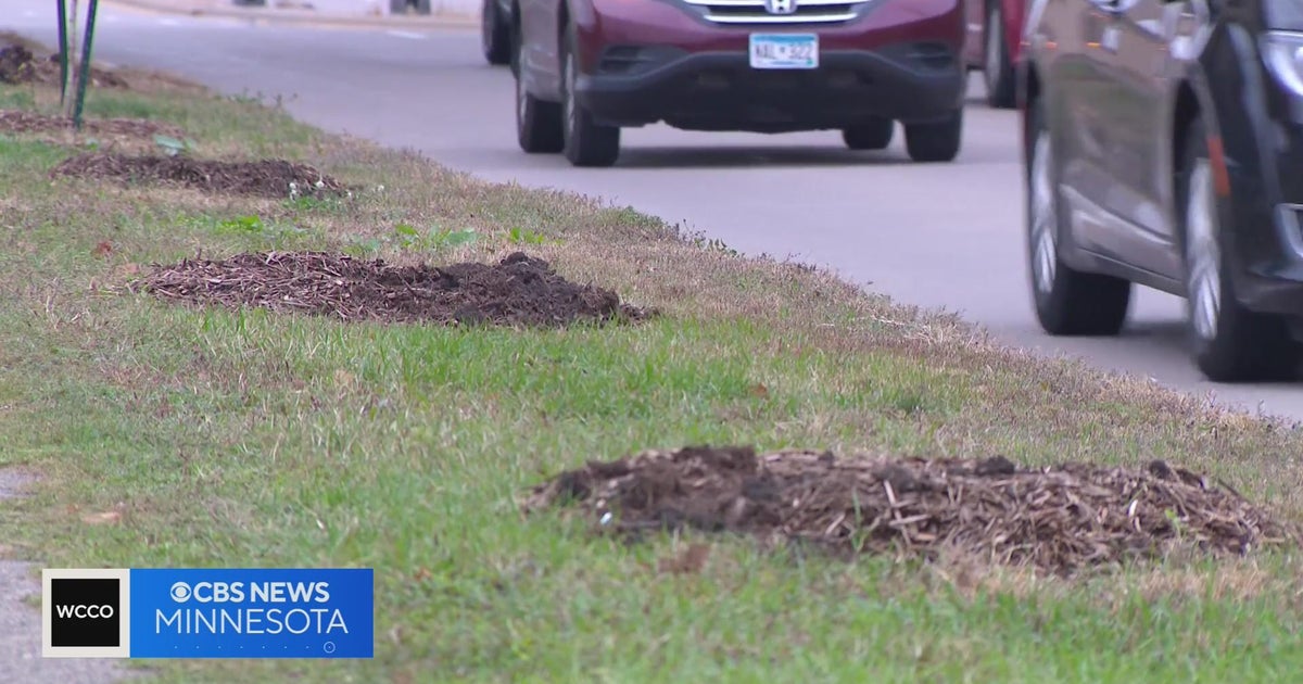 Dozens of trees destroyed in St. Paul - CBS Minnesota