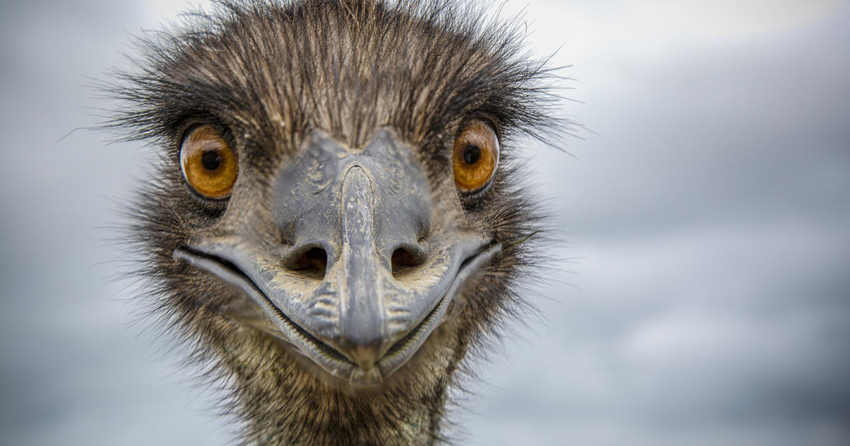 ‘Wild and untrained’ emus Thelma and Louise at large in South Carolina as search for monkeys continues across state