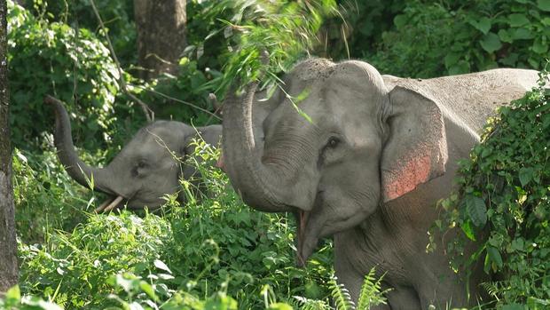 Elephants in Bhutan 