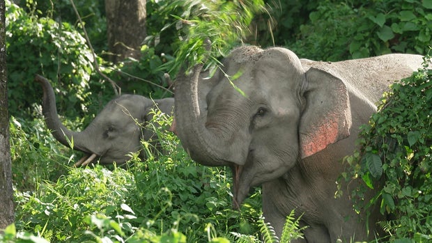 Elephants in Bhutan