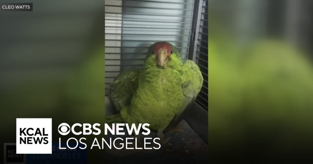 Wild Parrots Targeted in Los Angeles Area