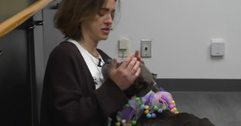 South Florida animal lover creates nonprofit to find foster homes for dogs South Florida animal lover creates nonprofit to find foster homes for dogs