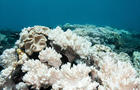 Soft Corals Coral Bleaching on the Great Barrier Reef 