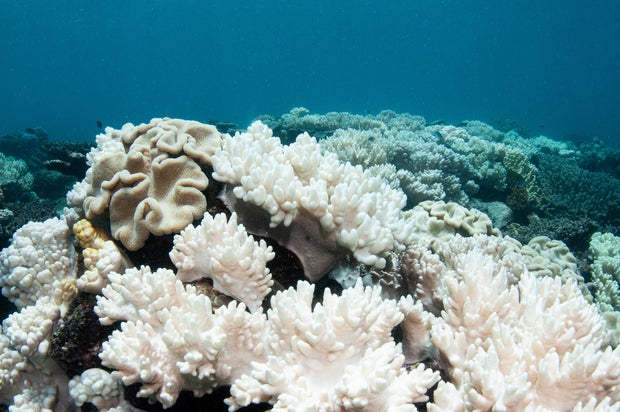 Soft Corals Coral Bleaching on the Great Barrier Reef