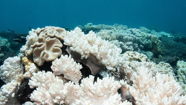 Soft Corals Coral Bleaching on the Great Barrier Reef 