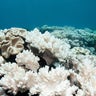 Soft Corals Coral Bleaching on the Great Barrier Reef 