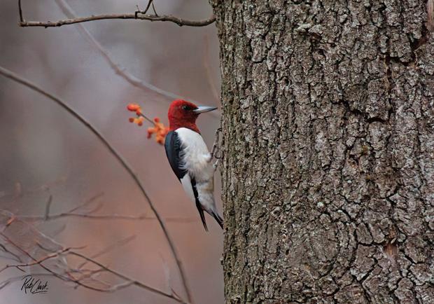 read-headed-woodpecker-2.jpg 