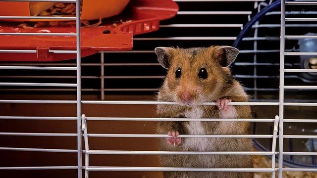 hamster-522115688.jpg 