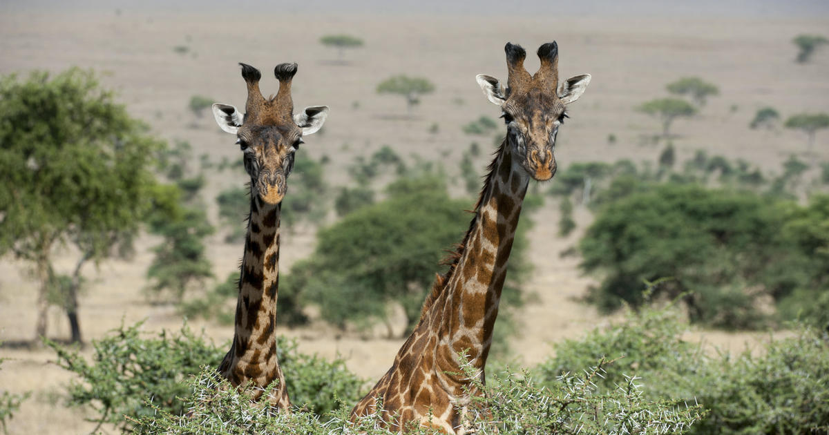 Giraffes need endangered species protection, U.S. officials say