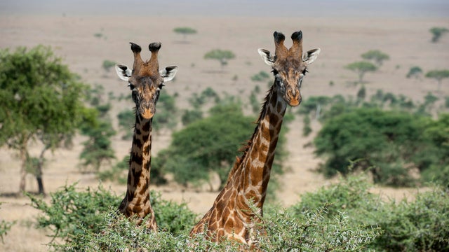 Close-up of two Masai giraffes (Giraffa camelopardalis
