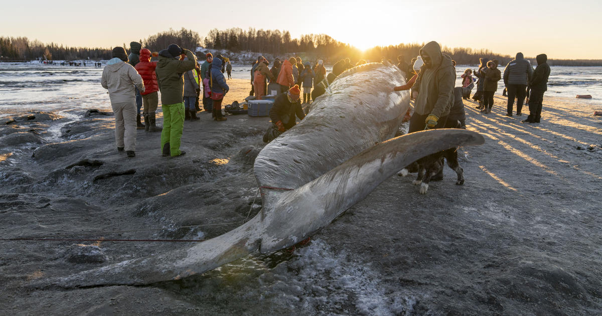 Endangered fin whale measuring nearly 50 feet found dead near Anchorage, drawing curious onlookers to beach