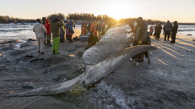 Gigantic fin whale washed up on Alaska's shore