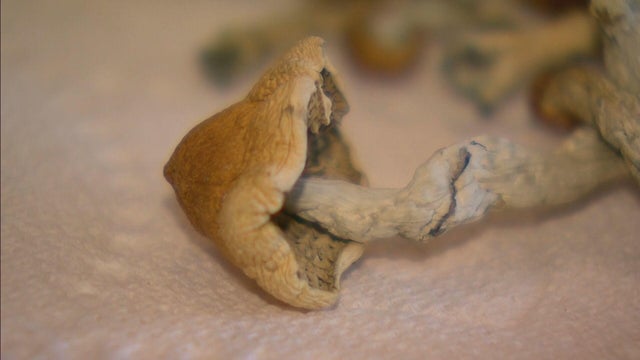 psychadelic-mushroom-cbs-colorado.jpg