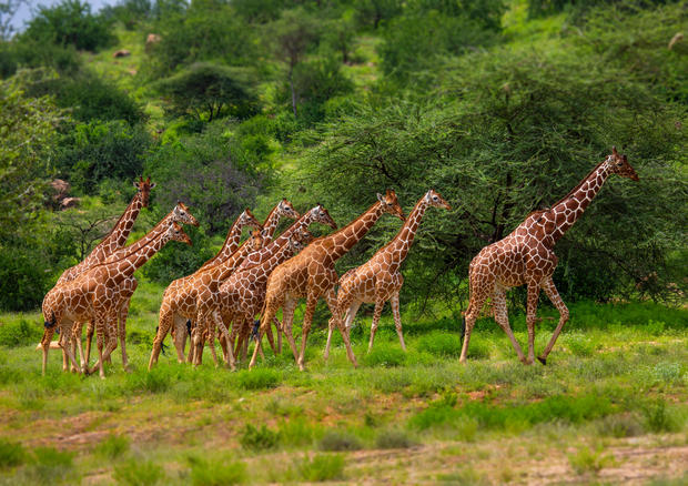 Herd of reticulated giraffes (Giraffa camelopardalis reticulata), Samburu County, Samburu National Reserve, Kenya 