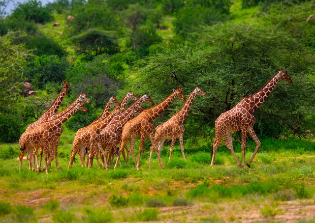 Herd of reticulated giraffes (Giraffa camelopardalis reticulata), Samburu County, Samburu National Reserve, Kenya
