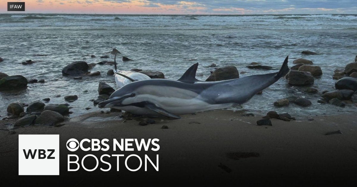 Hundreds of dolphins in search of food getting stranded off coast of Cape Cod - CBS Boston