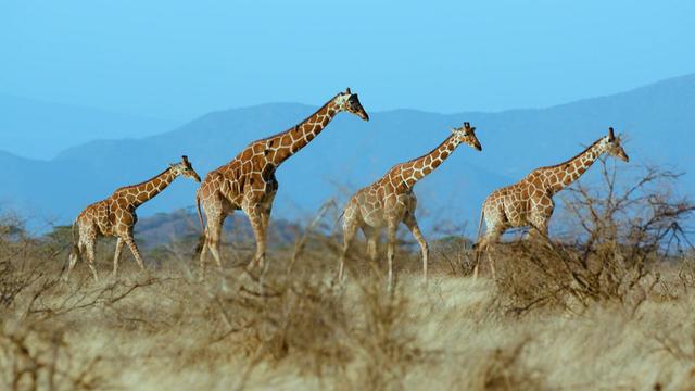 1122-cmoplus-endangeredgiraffes.jpg 