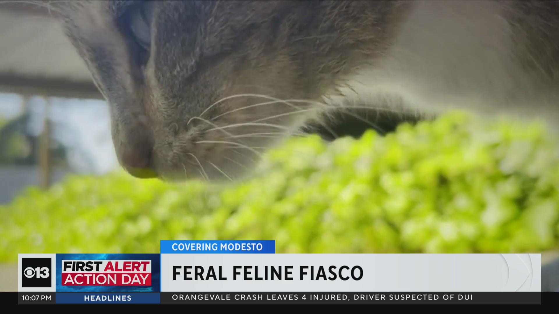 Modesto city leaders meet with residents to discuss feral cats