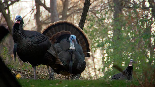 nature-turkeys-1920.jpg 