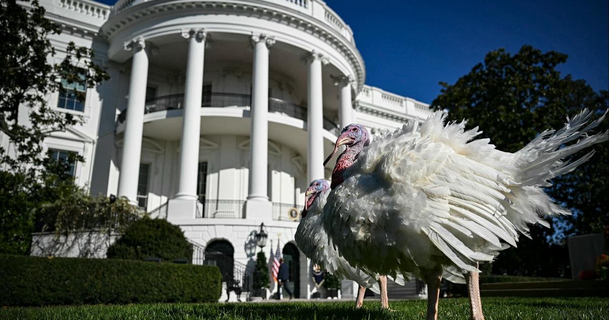 Watch: Biden pardons 2 Minnesota turkeys in annual White House Thanksgiving tradition