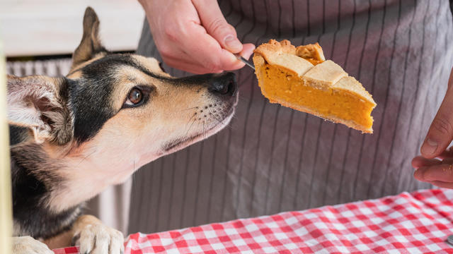 man preparing thanksgiving dinner at home kitchen, giving a dog a piece of pumpkin pie to try 