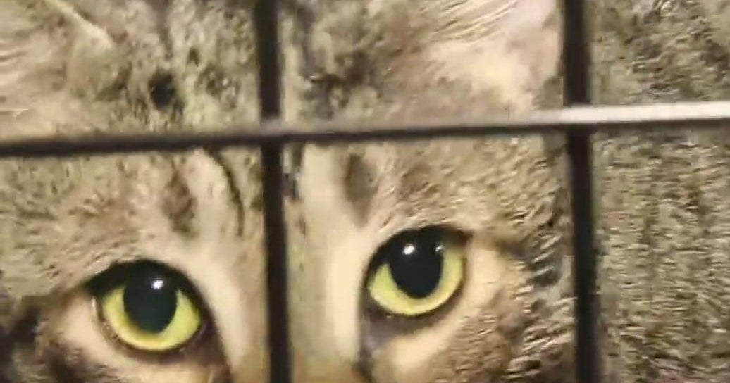 2 people, 1 cat rescued from Brownsville house fire 2 people, 1 cat rescued from Brownsville house fire