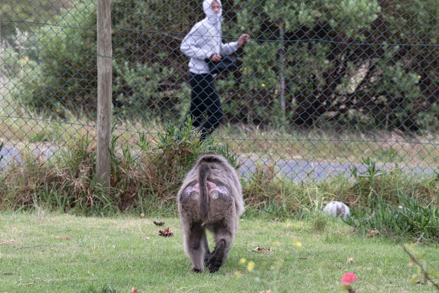 SAFRICA-CONSERVATION-ANIMAL-BABOON 