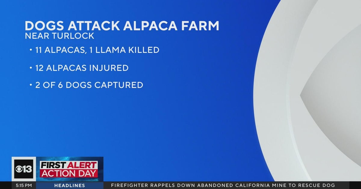 Alpacas killed by pack of dogs on California farm