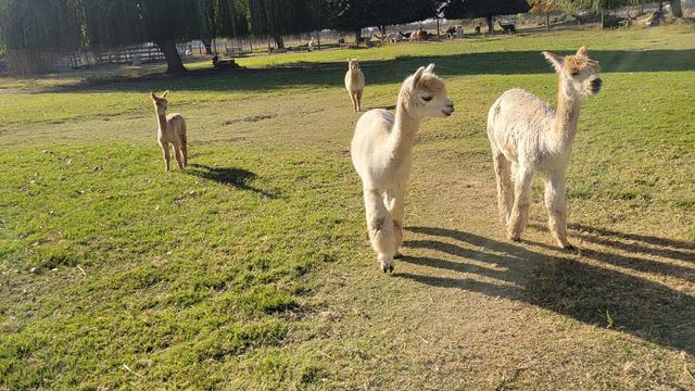 llamas-pics-2-macedos-mini-acre.jpg 