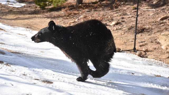 bear2-cubs-released-from-cpw.jpg 