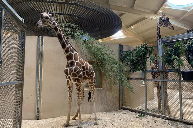 A 3-year-old female reticulated giraffe joined the herd at The Maryland Zoo in November 2024. 