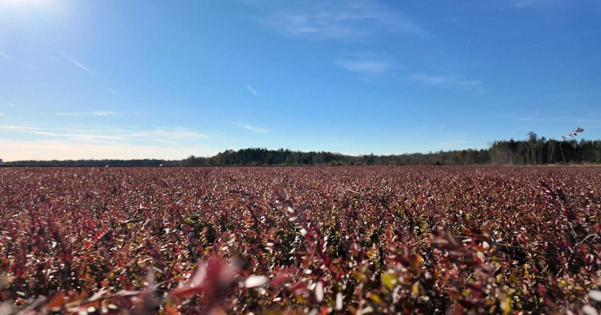 Drought in Northeast taking toll on cranberry farmers