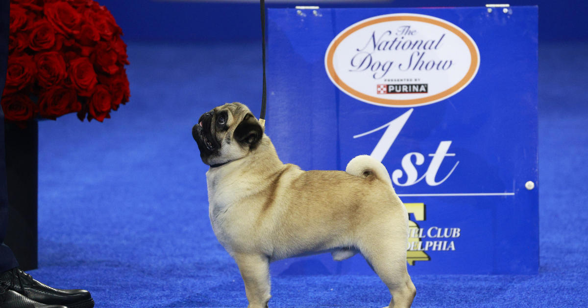 2018 purina dog show best sale