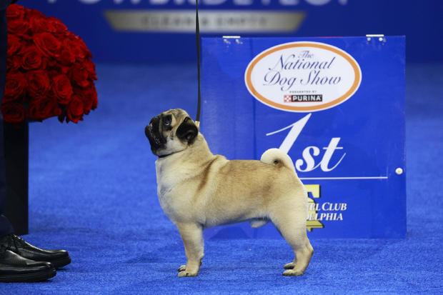 The National Dog Show Presented by Purina - Season 23 